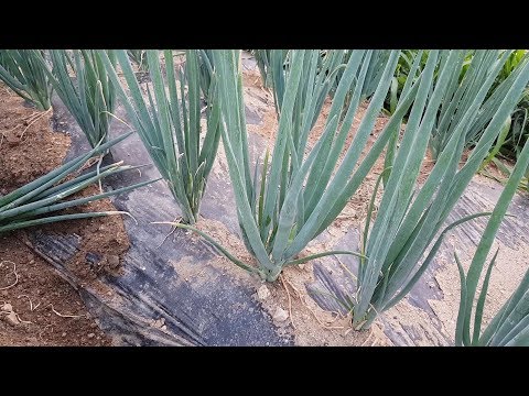 대파 쉽게 가꾸고 심는 방법 병해충 방제 및 저장