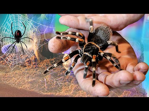 What if KARAKURTA, TARANTULA and TARANTULA ARE SET IN ONE TERRARIUM?