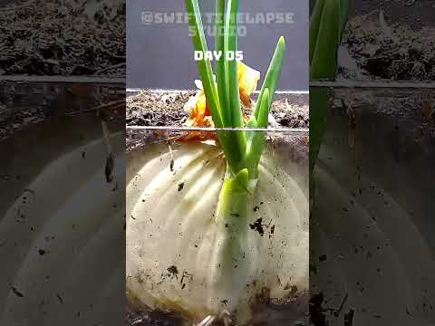 I Grew ONION Plant after Cutting | TIME LAPSE #shorts