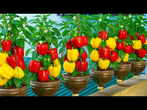 How to Grow Delicious Bell Peppers on a Balcony | Guide from the US and Europe