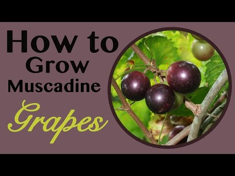 How To Grow Muscadine Grapes