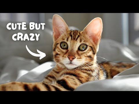 Watch this BEFORE you get a BENGAL CAT | Bengal 101