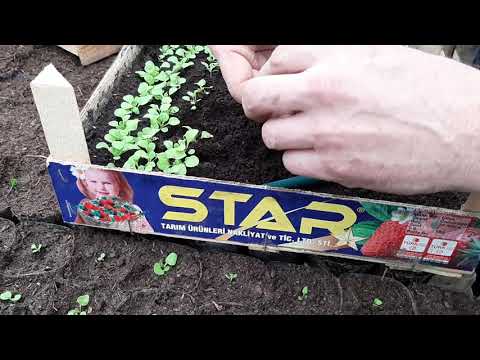 ПИКИРОВКА ПЕТУНИИ🐞КАК ПИКИРОВАТЬ ПЕТУНИЮ