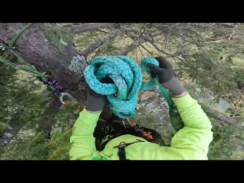 Hemlock takedown and rigging