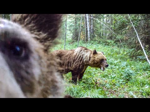 BROWN BEARS - ATTACKS and ENCOUNTERS | How to SURVIVE an ENCOUNTER with a BEAR | TAIGA WITHOUT A ...