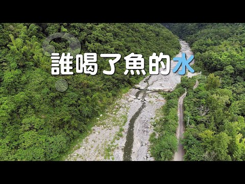 【水資源】誰喝了魚的水｜新武呂溪的日本禿頭鯊、大吻鰕虎不見了！ (我們的島 1126集 2021-10-11)
