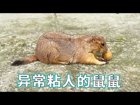 今天刚出门就碰见了异常粘人的鼠鼠,竟然对我的消音器丝毫不感兴趣,似乎对我...布丁!救驾!【天下一场梦】