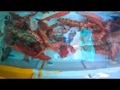 Ngayon lang to nangyare ito yong pinaka maraming nahuling Red grouper 😱😱😱