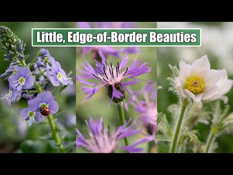 9 Perennial Gems for Front of Garden Border | 6 for Sun & 3 for Shade