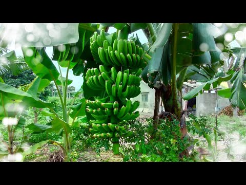 「香蕉」套袋前，學習如何摘花、整把與修條？