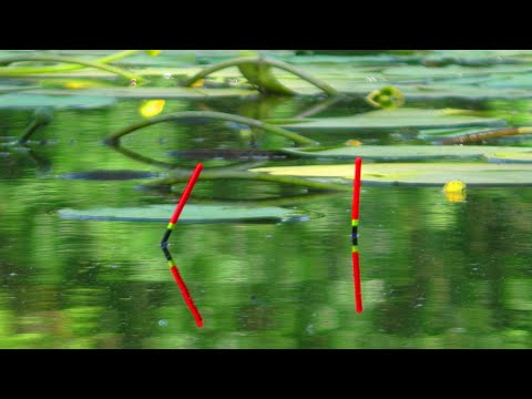 З ТАКИМИ КАРАСЯМИ І КОРОПІВ НЕ ТРЕБА!!! 🐟 Рибалка на карася.🎣 Ловля на поплавок.