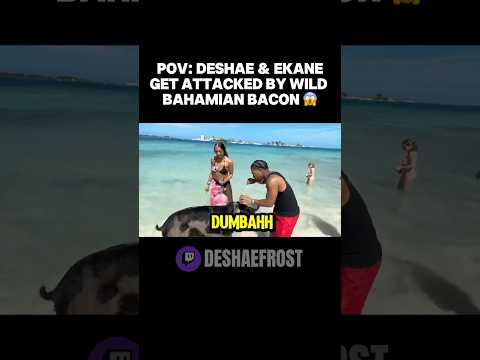 Deshae Gets RUSHED By Pigs In Bahamas! 🤣 #deshaefrost #fyp
