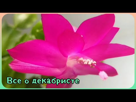 Decembrists🌿Rhipsalidopsis🌷Hatiora🍀Care, replanting, propagation, lighting, soil, rooting, flowers