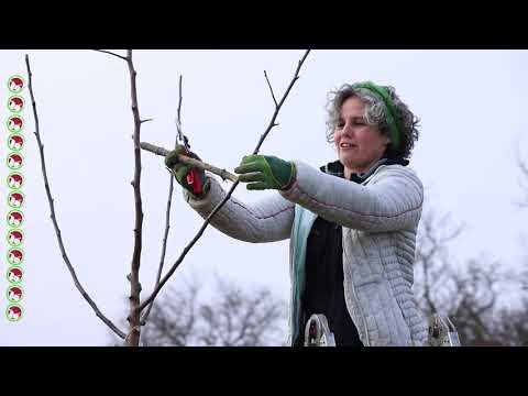 Pflanzung eines Obstbaums