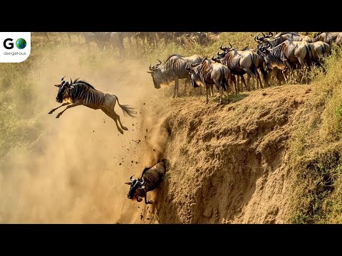 The Most Dangerous WILD MIGRATIONS on the Planet | Explore The World