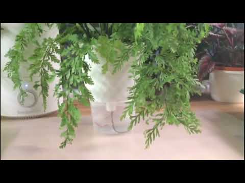 №4. Живородящий папоротник Асплениум Бульбоферум.