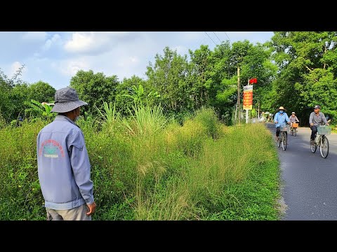 Streets Invaded, Sidewalks Disappear Beneath Wild Weeds & the truth hidden under the giant weeds