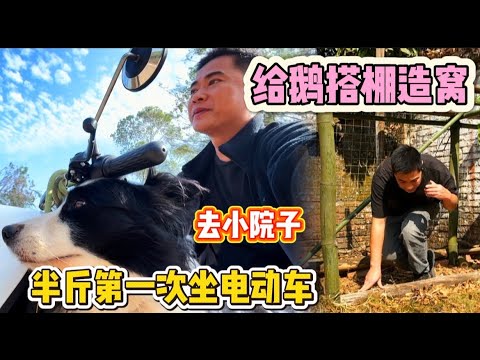 215集：半斤第一次坐电动车去小院子感觉它又紧张又向往，鹅生蛋后彪哥今天为它们搭棚造窝，给它一个温暖的家。