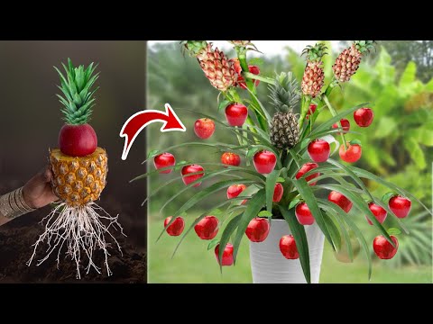 DIY - Growing Apple Tree from Pineapple Fruit With Egge and Quick And Easy techniques