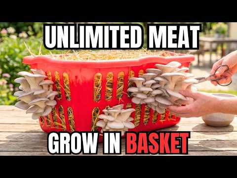 Grow Meat Substitute In A Basket. Harvest Every 10 Days. Smells Like Steak.