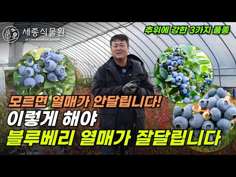 How to Grow Blueberries: This is How to Get a Good Harvest. #Blueberry #FruitTree #Seedling