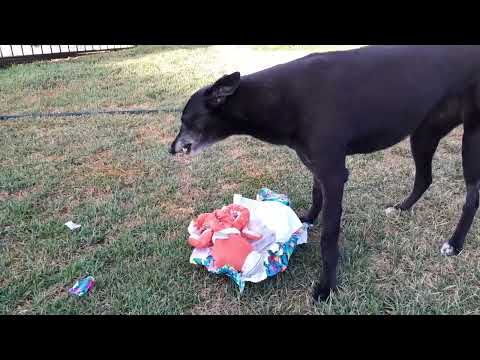 18Dec25 Nova's 10th Birthday