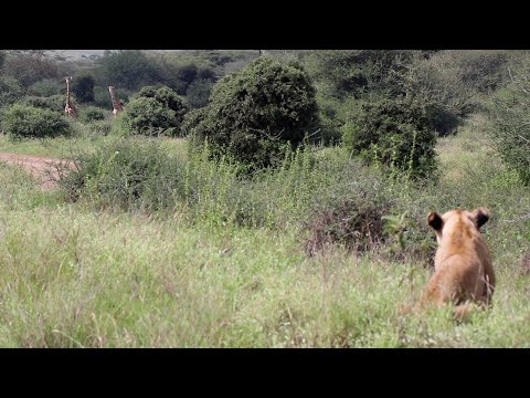 Giraffes cross the road to find out they were being watched