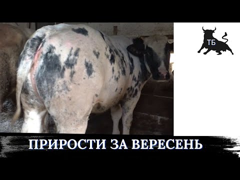 №17. Стабільність - це запорука успіху. Солома та комбікорм, рулять!