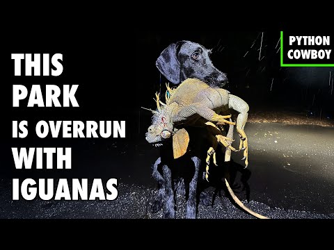 Park Goers Attacked by Iguanas — I Was Hired to Remove Them