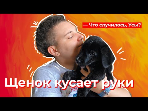 What's wrong, Mustache? The puppy is biting my hands.