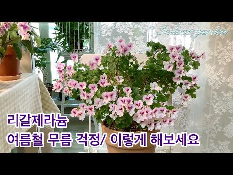 Regal Geranium Care/Watering/Flower Stem Pruning in Summer