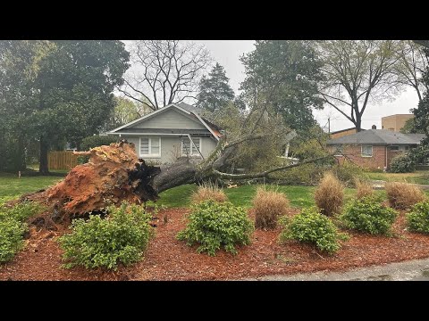 Severe storms uproot massive tree in south Charlotte