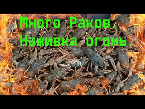 НАШЕЛ МНОГО РАКОВ. Ловля раков в оросительных каналах.