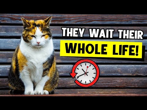 Your cats wait their WHOLE LIFE for you to DO THIS! 🐈