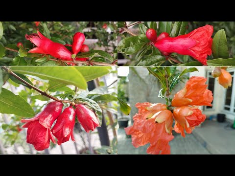 How to identify the difference between Male and Female Pomegranate Flowers