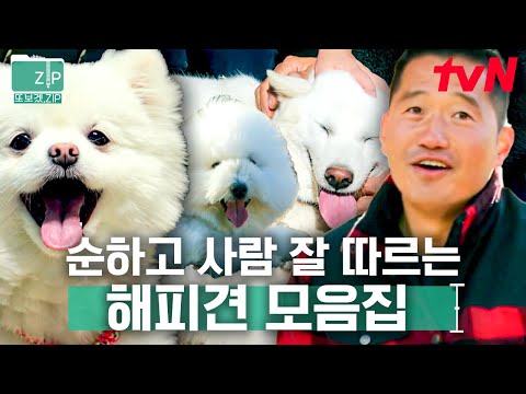 (50분) 심하게 귀여우니까 모두 힐링하고 가세요🐶🧡 순하니까 멍 귀엽다ㅠ 강형욱은 물론이고 사람을 너~무 좋아하는 댕댕이 모음zip | 고독한훈련사