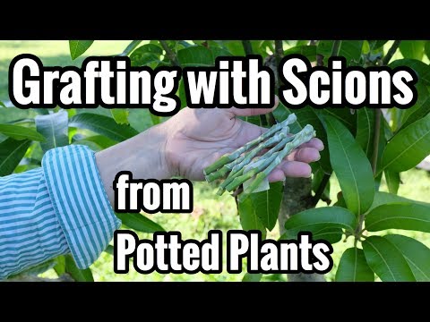 Grafting with Scions from Potted Plants