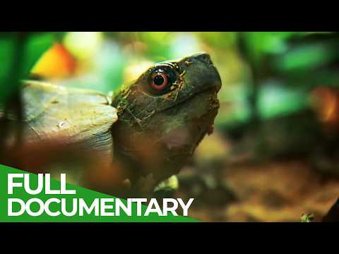 Indochina’s Wild Heart – Life in the Realm of the Monsoon | Free Documentary Nature