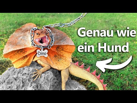 I Have A Pet Dinosaur (sort of)