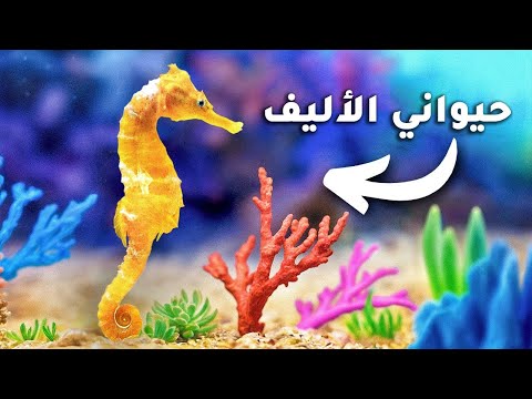 أنشأت شعابًا مرجانية (لحصاني البحري الأليف)
