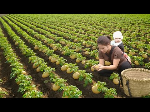 Harvesting potatoes and cucumbers to sell at the market - Visiting the farm with loved ones