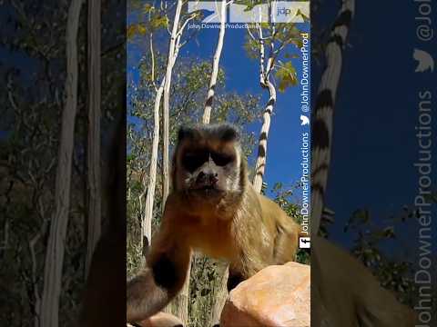 If at first you don't succeed...Monkey Cracks Nut! #wildlife #animals #monkey #brazil