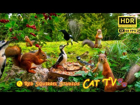 Cat TV NO ADS😻 Playtime with Unlimited Birds and Cutest Squirrels