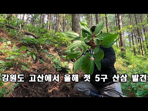 강원도 고산에서 올해 첫 5구 산삼 발견했다.