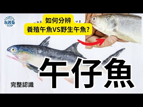 午魚(午仔魚)完整介紹，台灣午魚供給狀況，如何分辨養殖午魚和野生午魚？