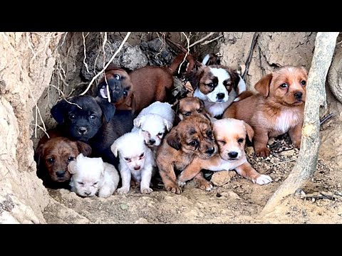 Wandering Through the Forest and Found… 12 Puppies?! What Happened Next Was Unexpected! 🐶🐕😘❤👍👍👍🐾👀