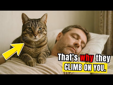 Why Cats Suddenly Sit on You — The Surprising Reason