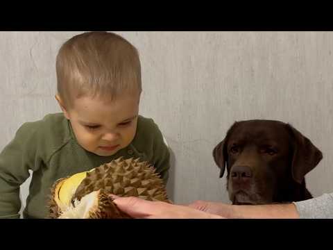 Toddler and His Dog React to Durian Smell! Funniest Moment Ever!
