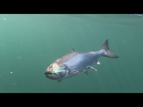 Underwater Salmon Bites