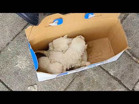 Abandoned in a box, three hungry puppies shivered and tried to cry out for their mother